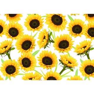 Susy Card Geschenkpapier "Sunny", auf Rolle