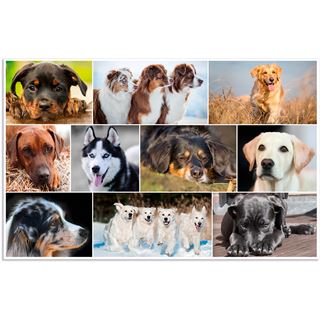 HERMA 3 Schreibtischunterlagen Karton Hunde